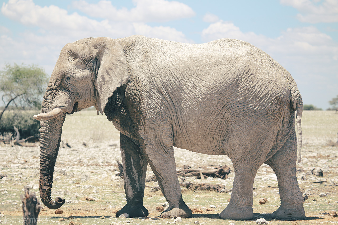 Namibian Behemoth Foto von Majestic elephant roaming in the Etosha National Park, under the vast Namibian sky.