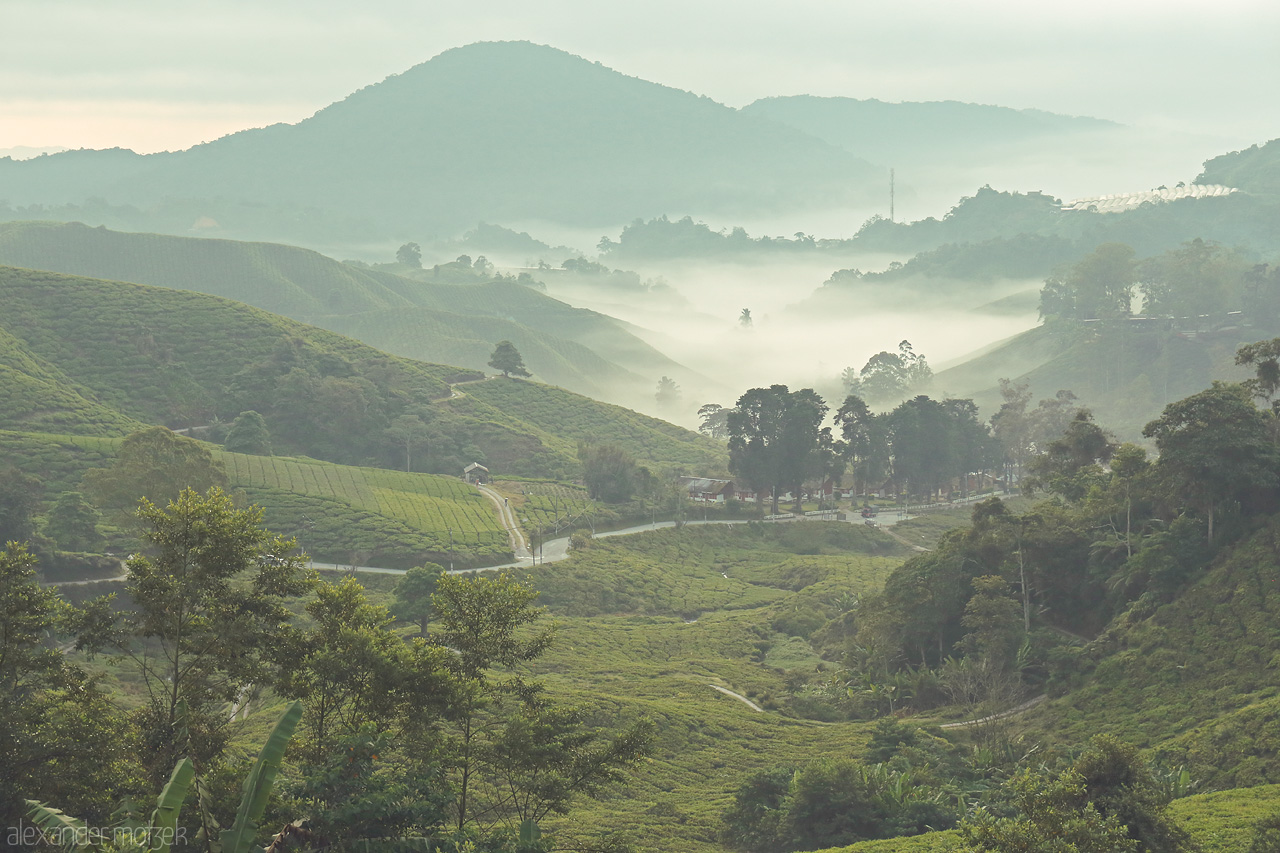Mist Over Daun Foto von A serene morning view of mist rolling over lush tea plantations in Cameron Highlands, Malaysia, unveiling layers of lush green hills.