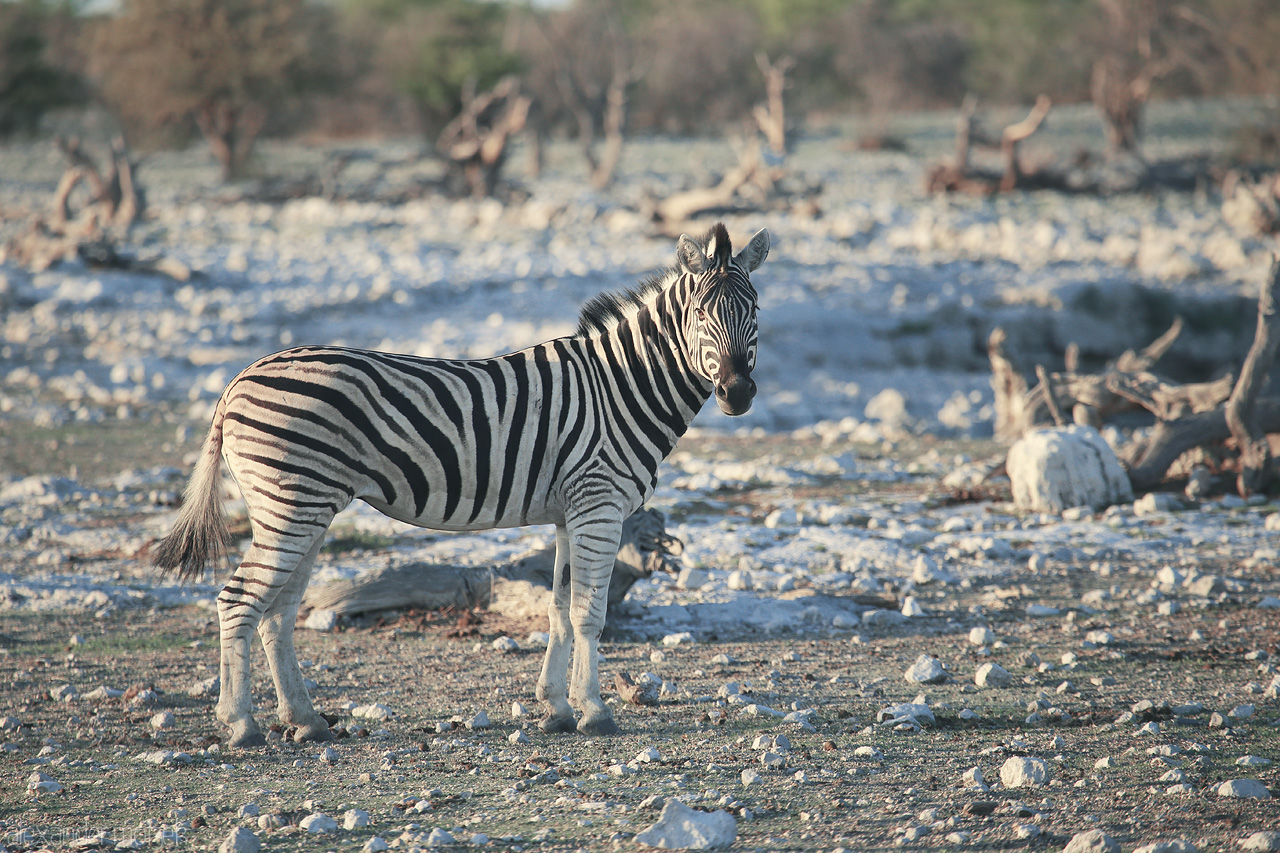 Etosha's Striped Sentry Foto von A lone zebra stands guard amidst Etosha's rocky terrain, epitomizing wild Namibia.