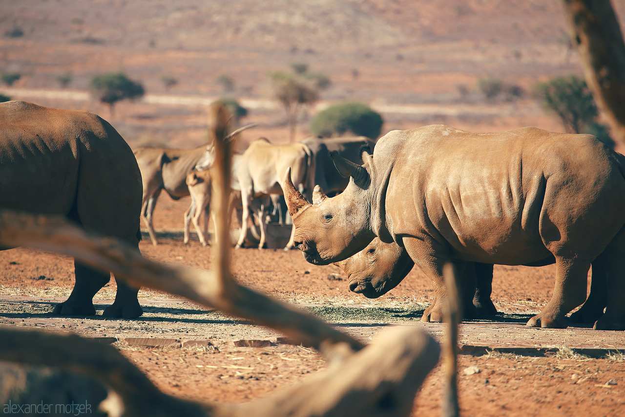 We Kebi's Gentle Giants Foto von Rhinos roam with a backdrop of dusty Hammerstein, Namibia's untamed beauty.