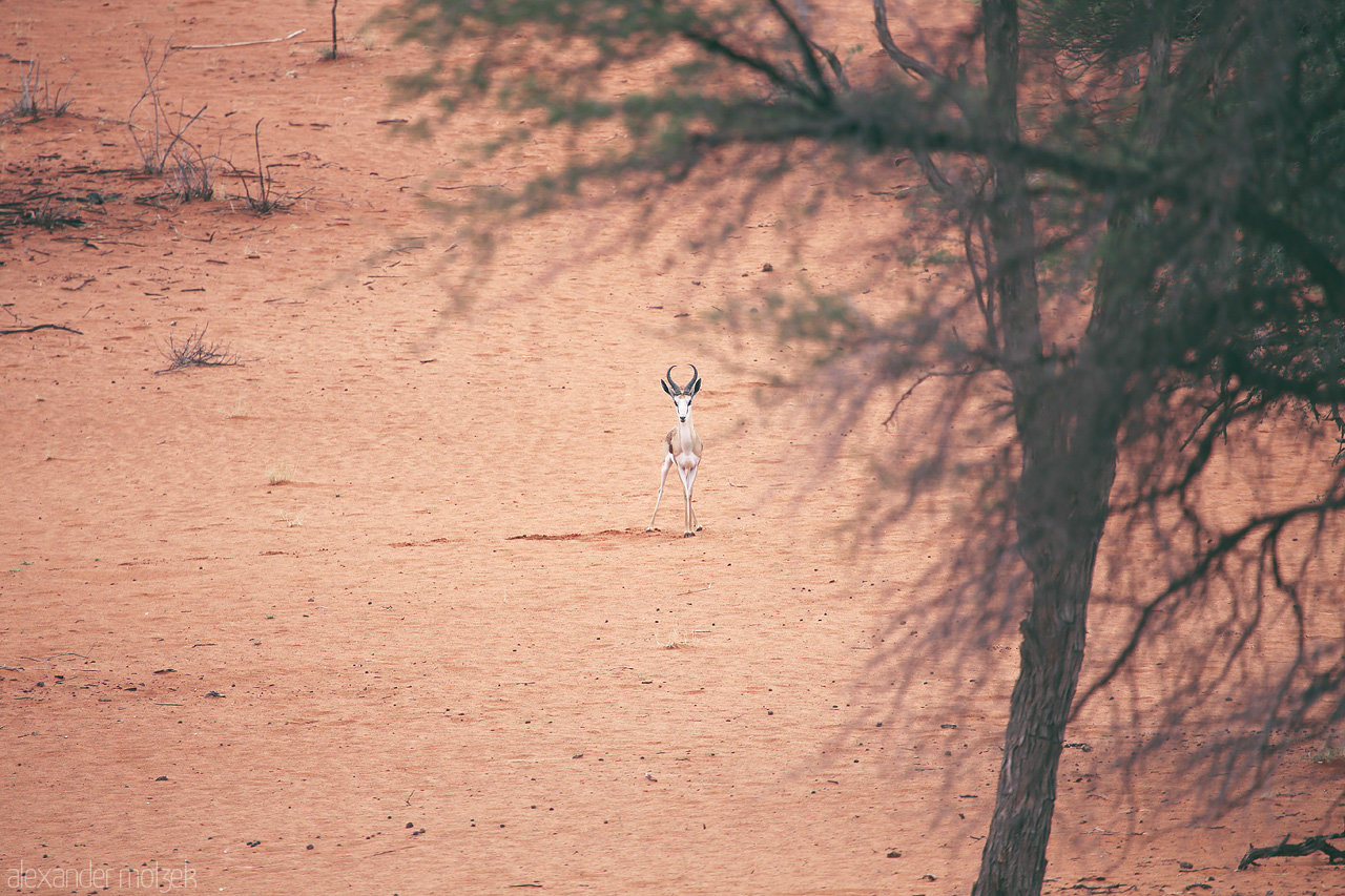 Kalahari Gaze Foto von Solitary antelope stands alert amidst the vast expanse of Namibia's Kalahari Desert.