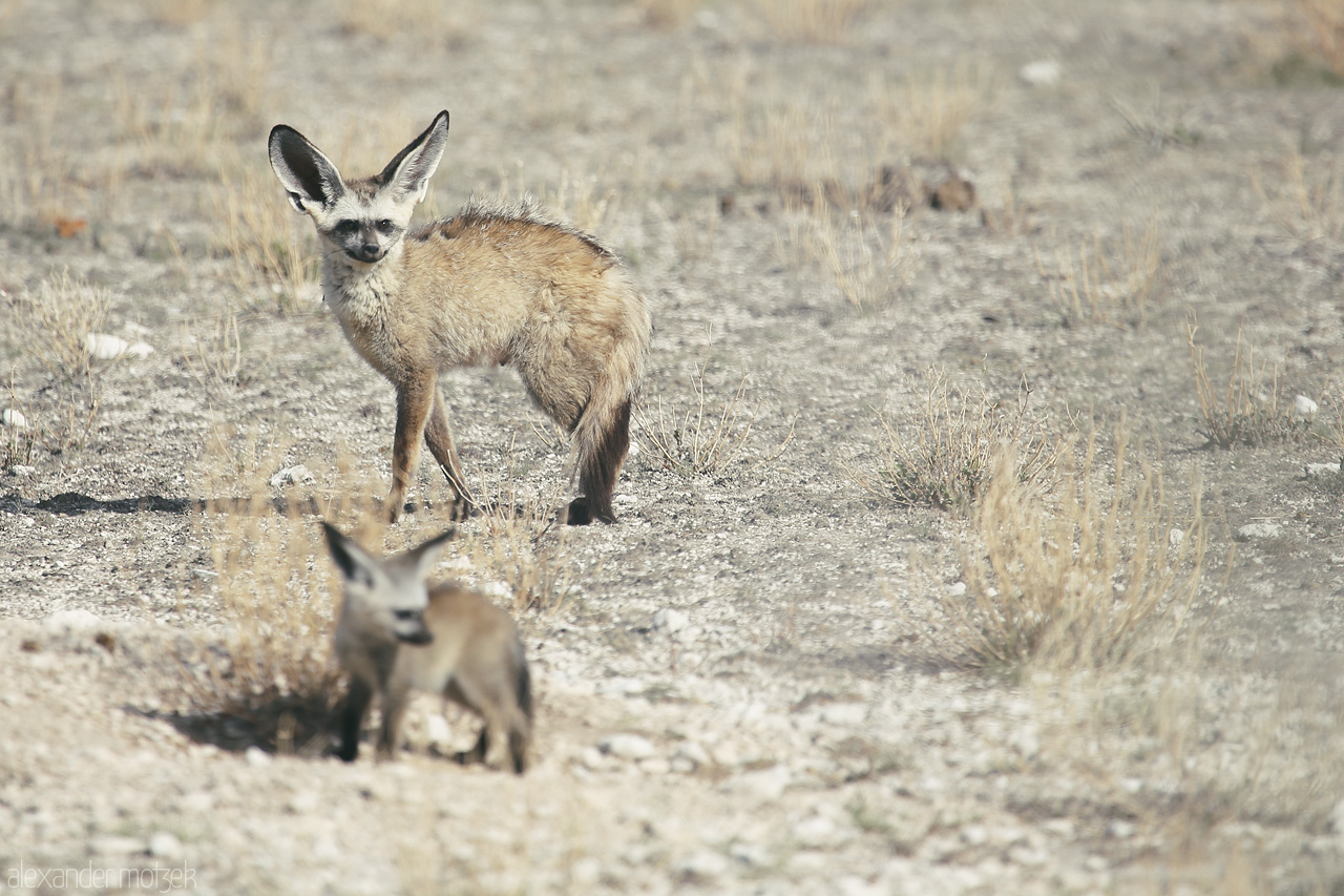 Etosha's Ears Foto von Two bat-eared foxes in Etosha, Namibia, blend into the arid landscape, their large ears attentively alert.