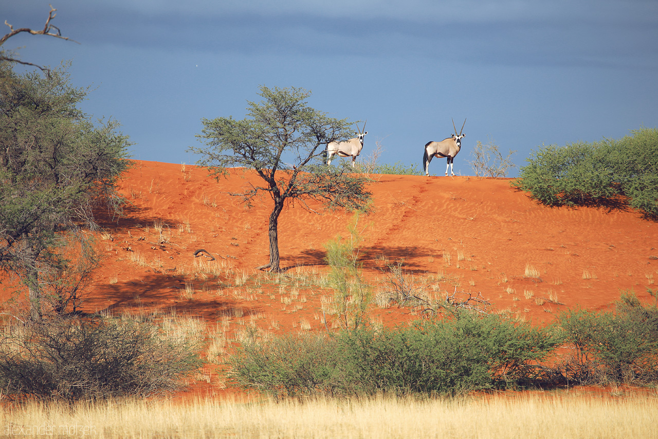 Oryx on Kalahari Foto von Oryx atop a radiant dune, under the azure sky of Namibia's Kalahari Desert.