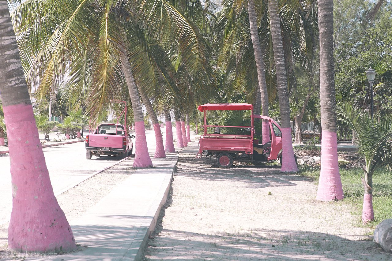 Lagartos Rosados Foto von Palm-lined pathway with a pink tuk-tuk under tropical sun in Río Lagartos, Yucatán.