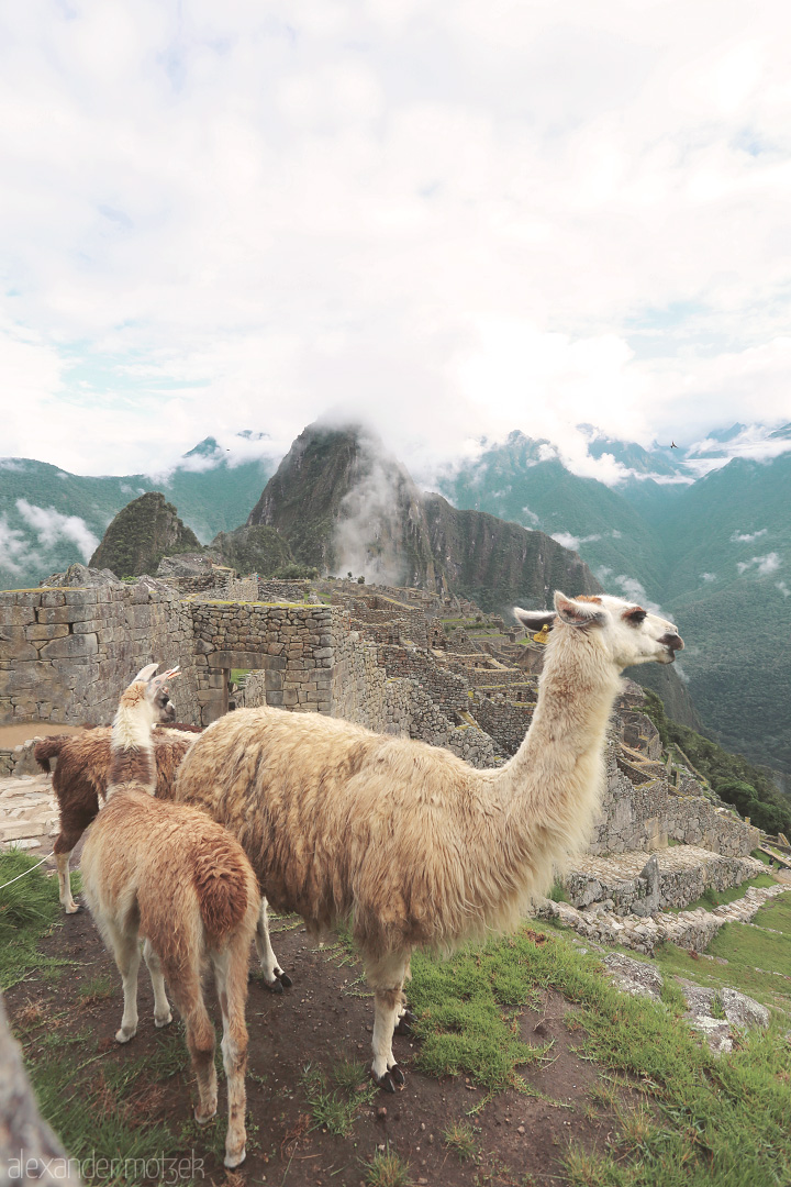 Foto von Lama vor den alten Mauern Machu Picchus