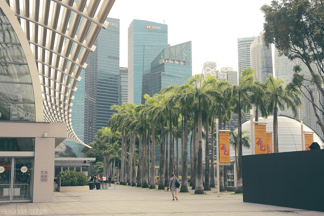 Among the Palms of Promenade Foto von A serene walk among tall palm trees at Marina Bay Sands with towering skyscrapers in the background, capturing the essence of modern Singapore.