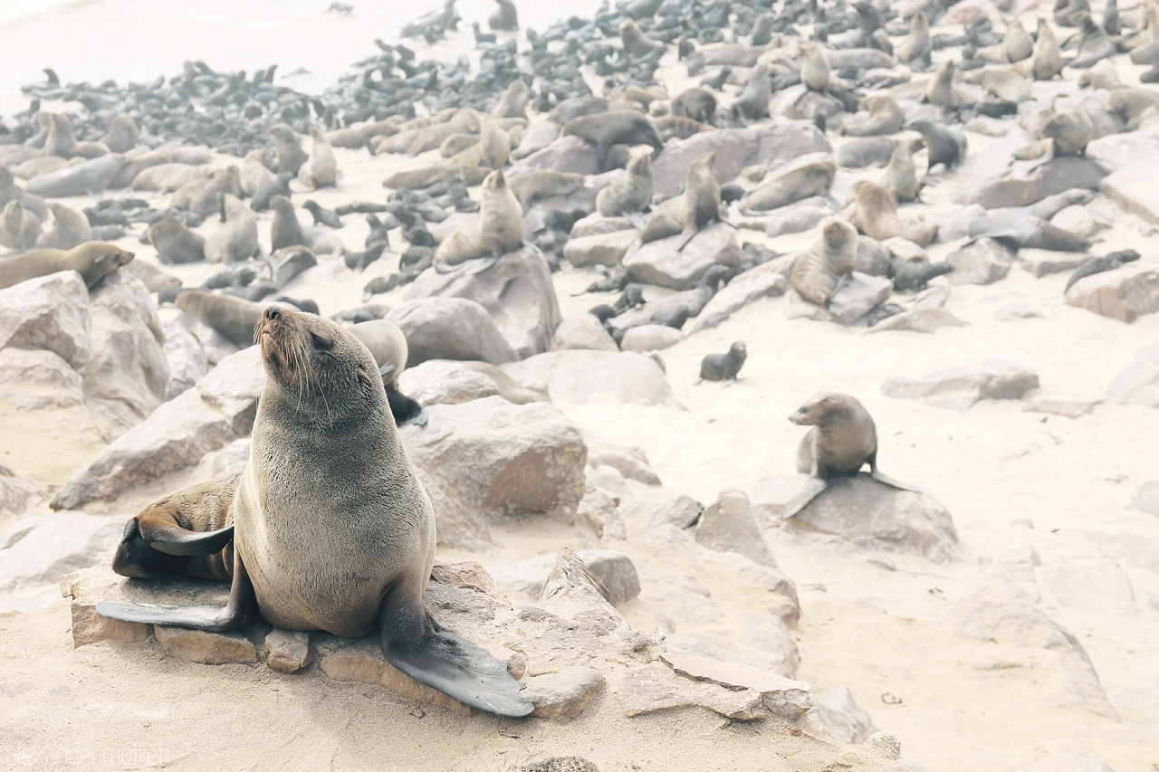 Kreuz Kap Seals Foto von Solitary seal gazes amongst many at Cape Cross Seal Reserve, Namibia.