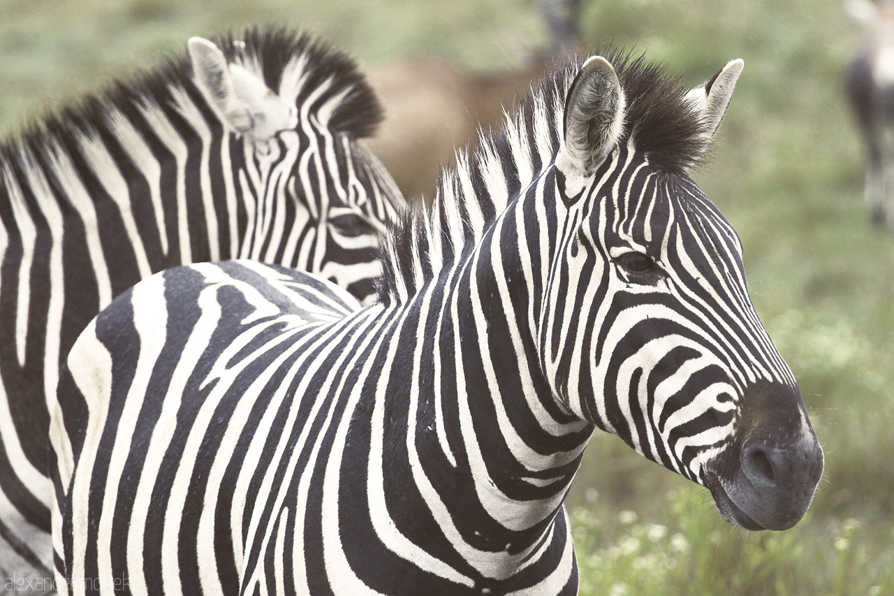 Foto von Schwarz-weiße Zebras stehen in Mitten der Savanne Südafrikas