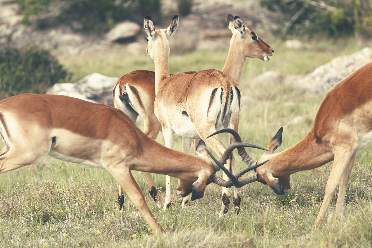 Foto von Zwei Impala Männchen kämpfen mit ihren Hörnern um ihr Harem