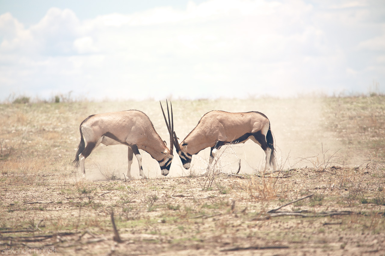 Duel under the Sun Foto von Two Oryx clashing horns on the sun-drenched plains of the African savanna.