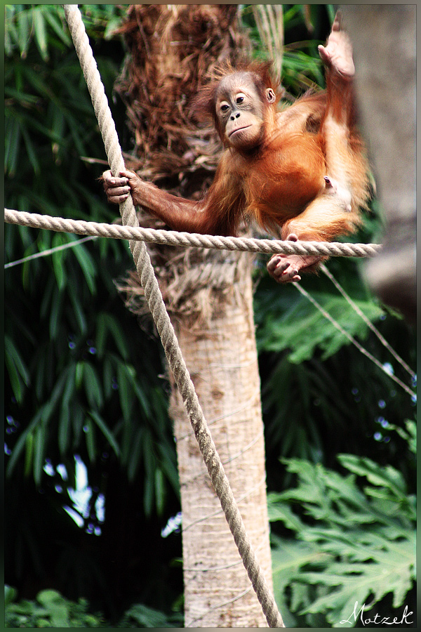 Foto von Tiere Affe