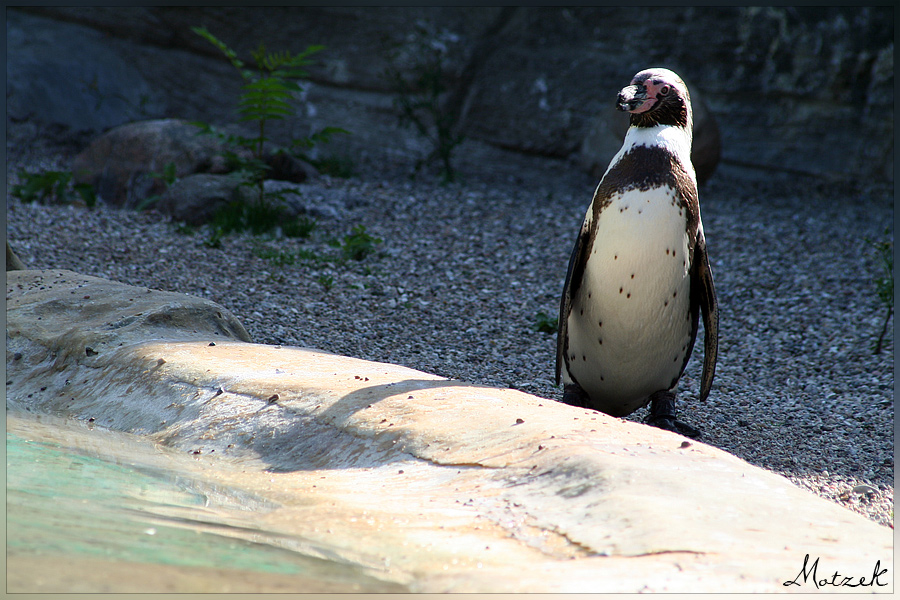Foto von Tiere Pinguin