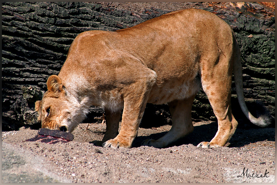 Foto von Tiere Tiger