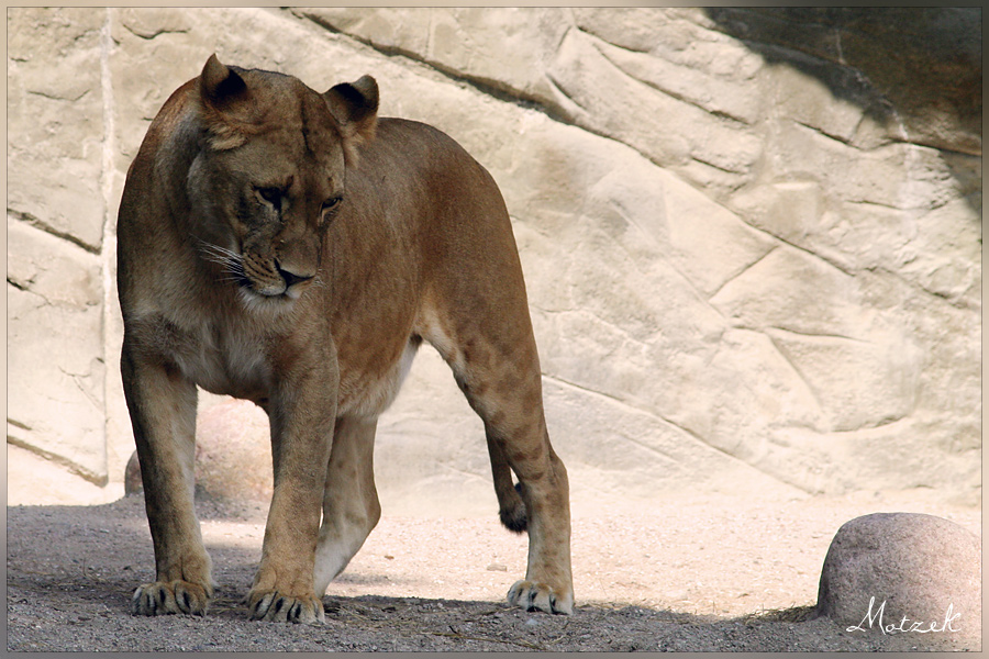 Foto von Tiere Tiger