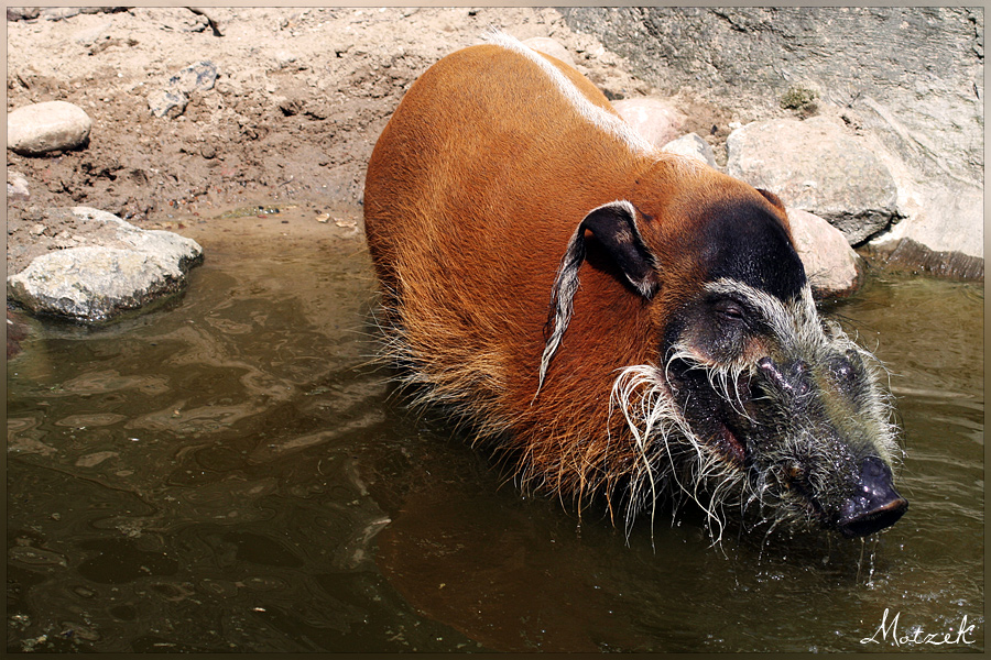 Foto von Tiere Warzenschwein