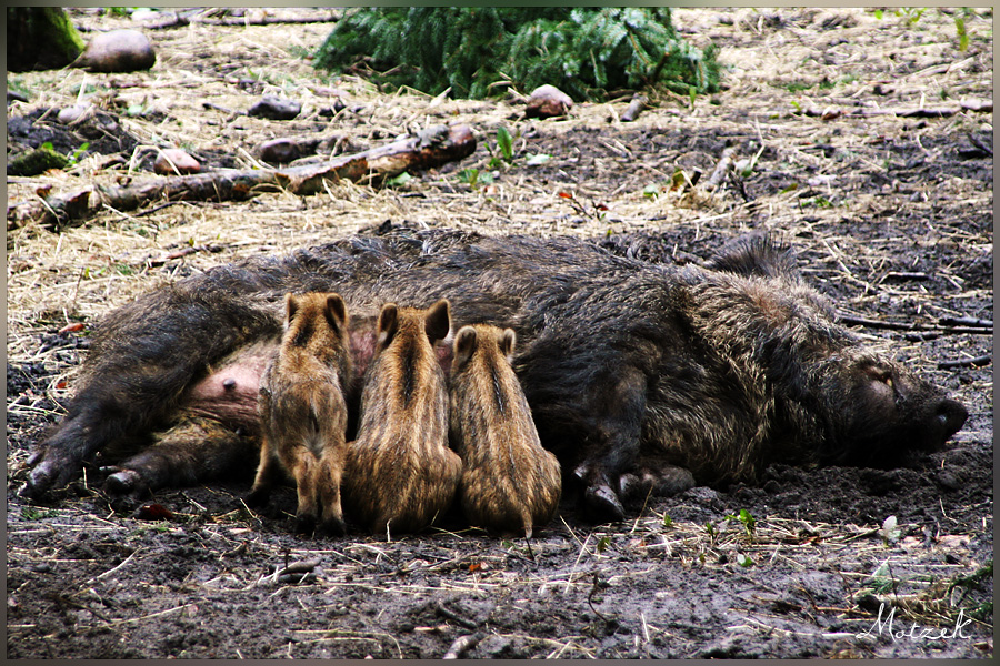 Foto von Tiere Wildschwein