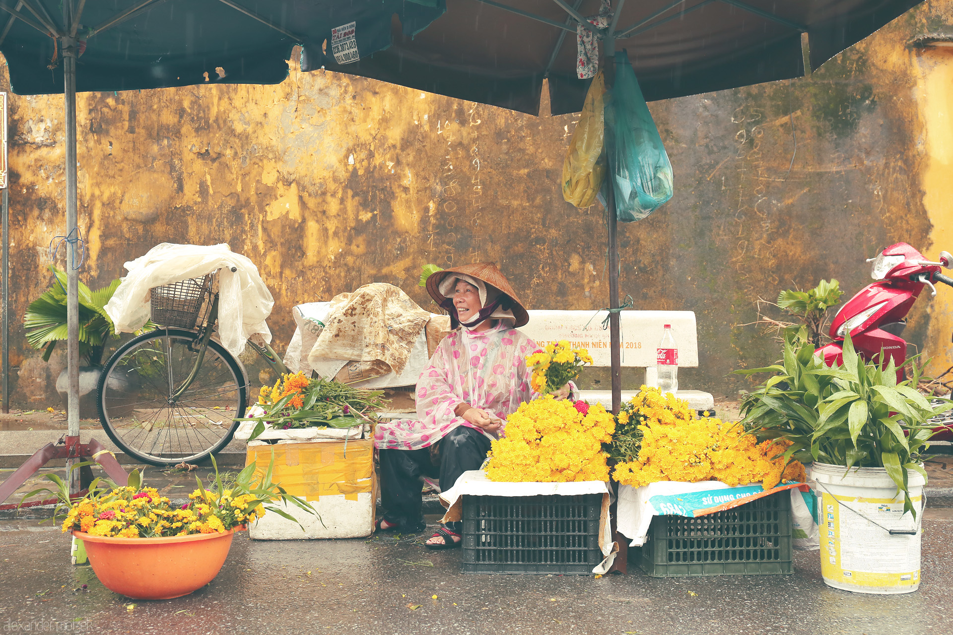 Rain and Petals Foto von A Hoi An vendor in nón lá and raincoat, selling bright yellow flowers by an old ochre wall on a rainy Vietnamese street.