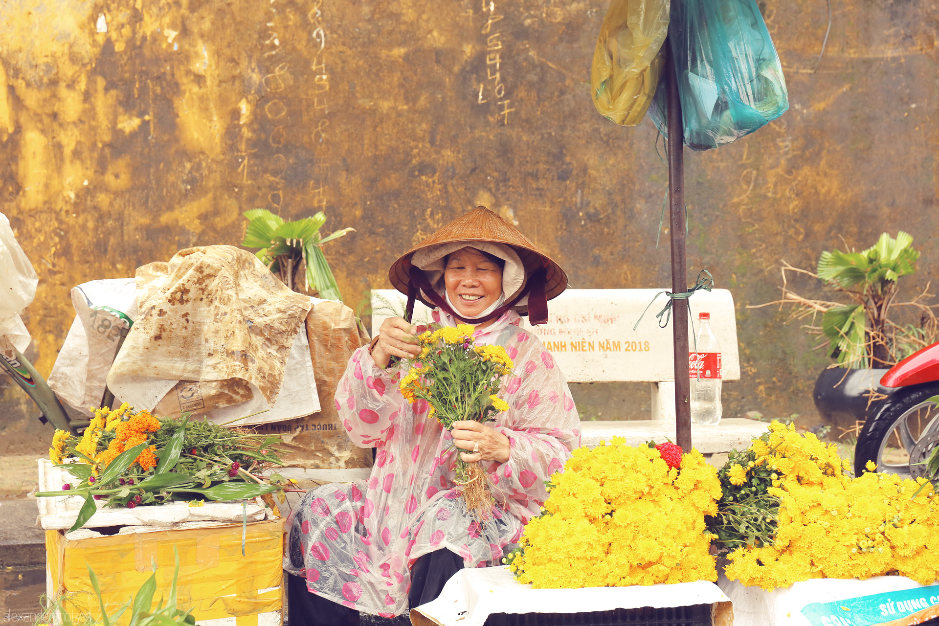 Golden Smiles of Hoi An Foto von A flower vendor in Hoi An beams amid yellow blossoms, her nón lá and smile echoing the warmth of Vietnam’s ancient town.