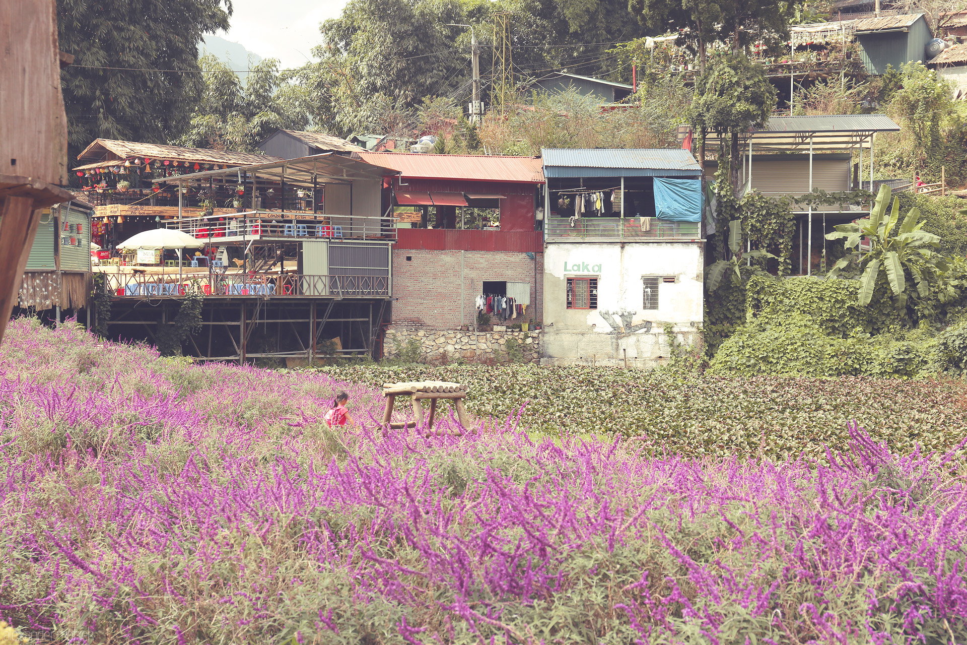 Mùa Tím Sapa Foto von Violet blossoms carpet Sapa fields, rustic stilt houses and verdant hills watch over daily life in Vietnam’s lush highlands.