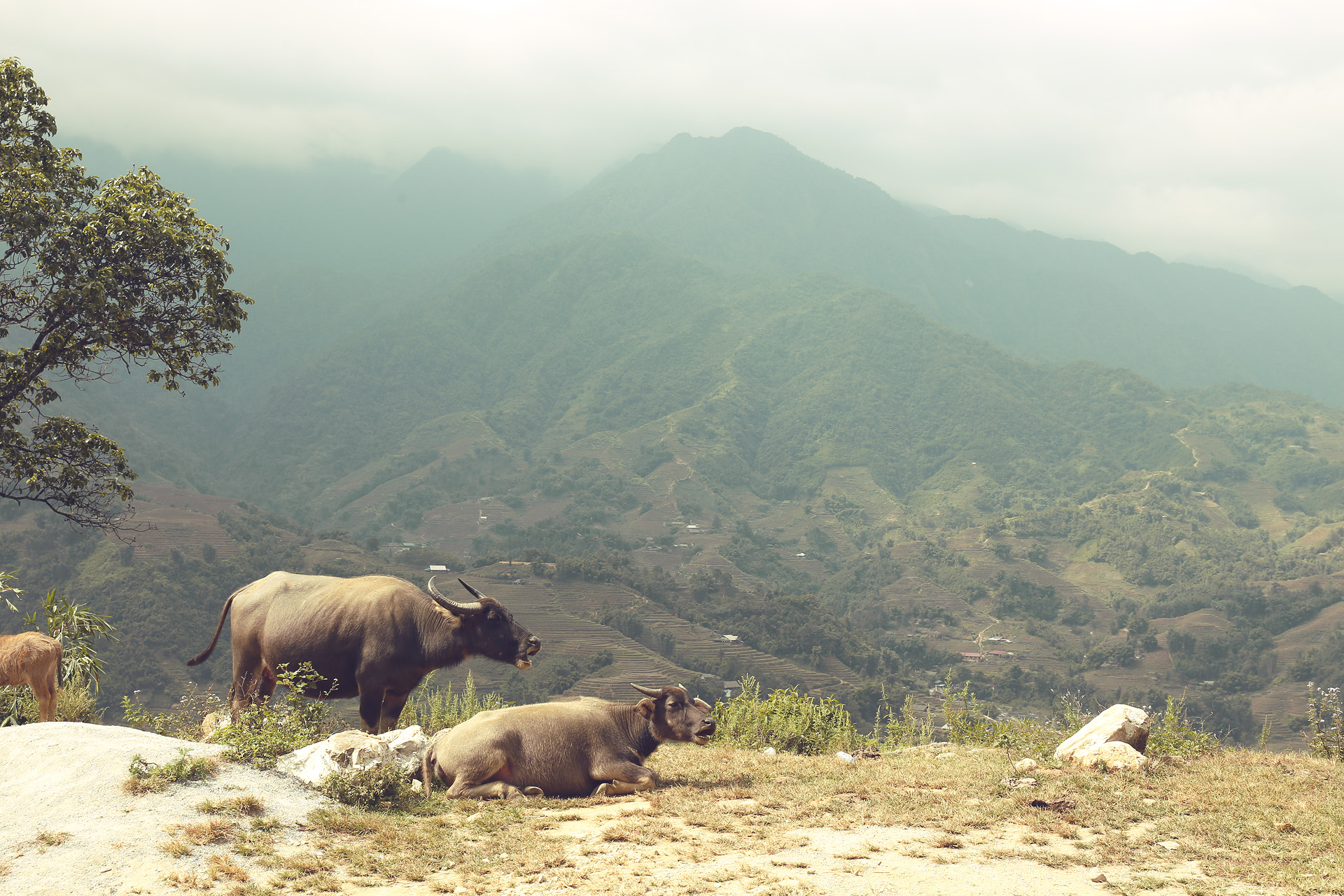 Misty Sapa Buffaloes Foto von Water buffalo rest on a sunlit hill, overlooking Sapa's misty mountains and lush terraced valleys in northern Vietnam.