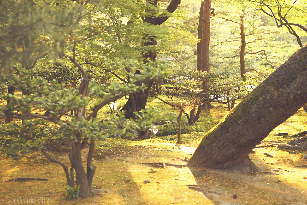 Kenroku-en Foto von Wilde Bonsaibäume im Zengarten von Kanazawa