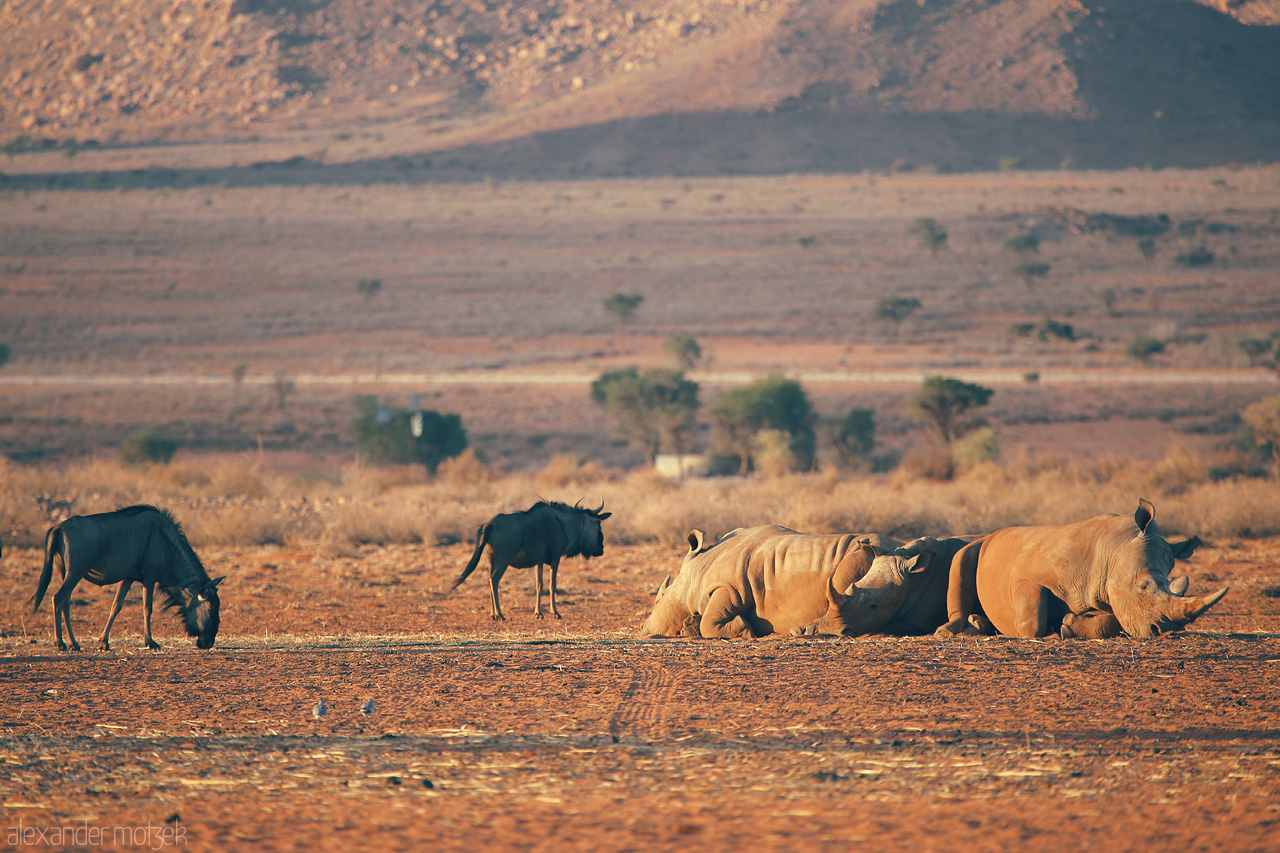 Namib's Harmony Foto von Wildebeests and rhinos coexist in the tranquil Namibian savanna at dusk, near Hammerstein.