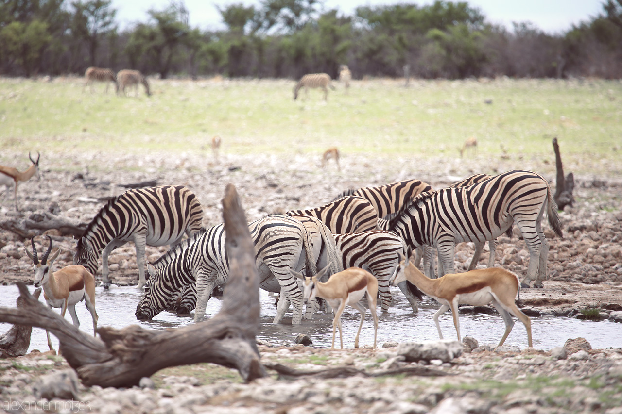 Etosha's Stripes Ensemble Foto von Zebras and springboks gather at a waterhole in Etosha National Park, Namibia.