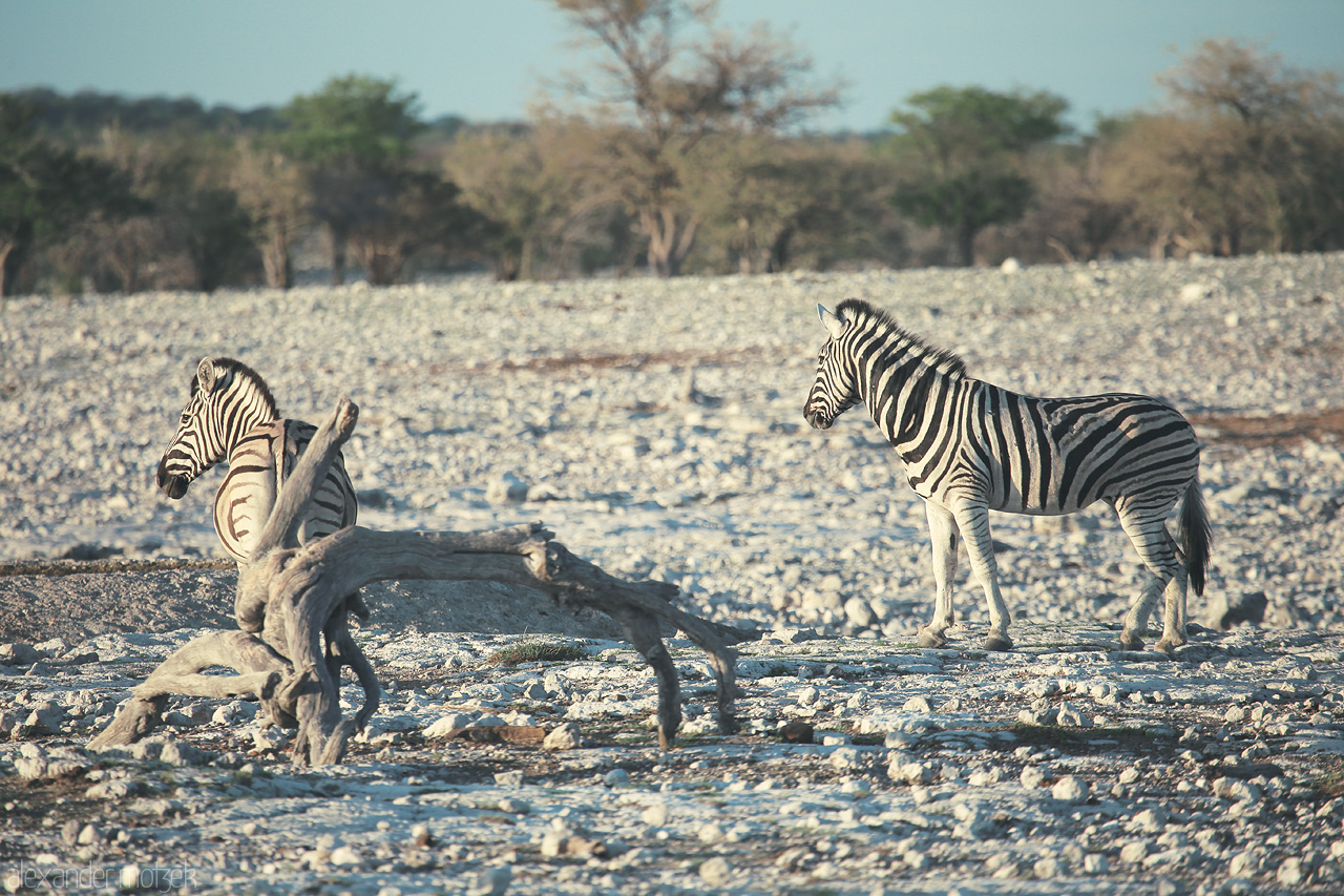 Etosha's Monochrome Foto von Zebras in Etosha National Park, blending with the stark, textured landscape.