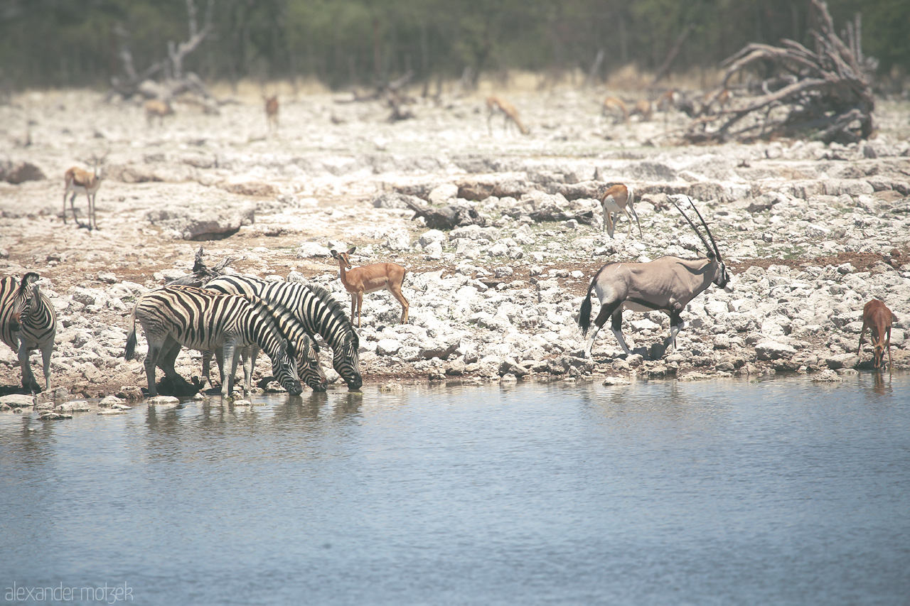 Ombika Oasis Gathering Foto von Zebras, oryx, and impalas gather at a waterhole in Etosha National Park, Namibia.